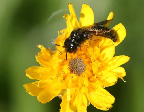 Réf. 73 885 : Panurgus sp.