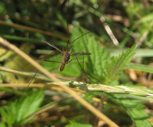 Réf. 73 855 : Nigrotipula nigra