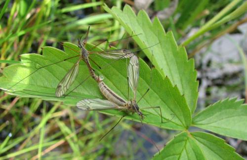 Réf. 73 450 : Prionocera turcica