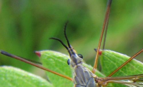 Réf. 73 729 : Prionocera turcica