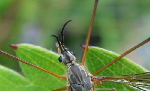 Réf. 73 730 : Prionocera turcica