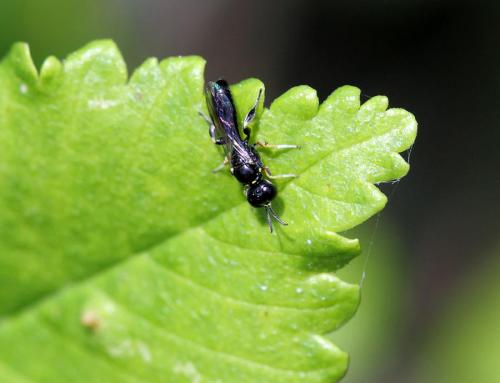 Réf. 73 599 : Crossocerus podagricus