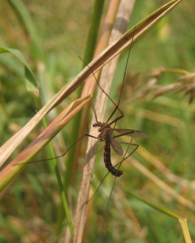 Nigrotipula nigra