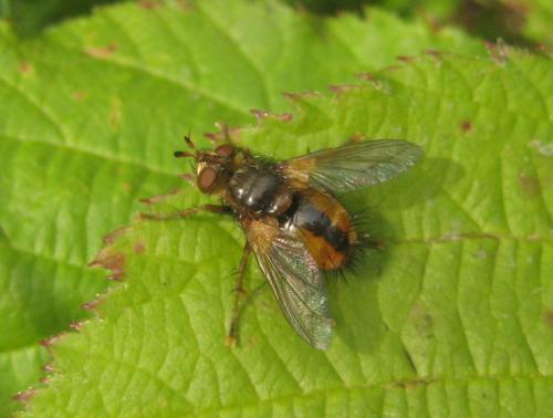 Réf. 73 852 : Tachina fera