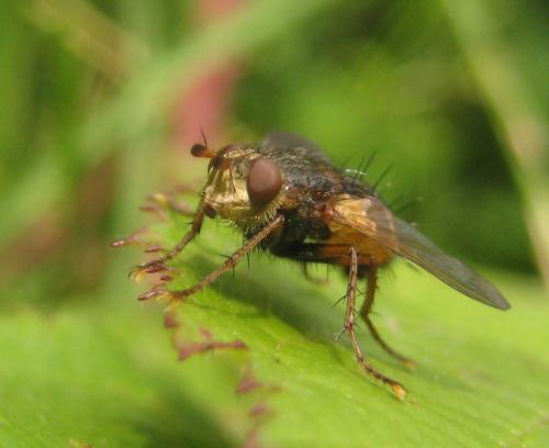 Tachina fera
