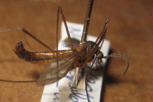 Nigrotipula nigra