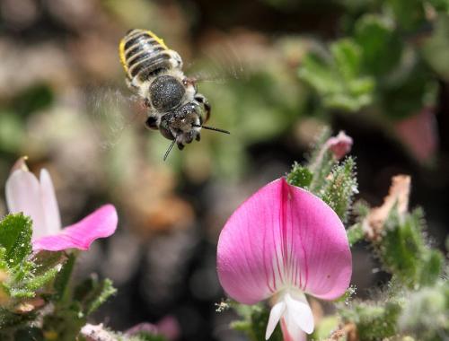 Réf. 73 160 : Megachile (dorsalis-pilidens)