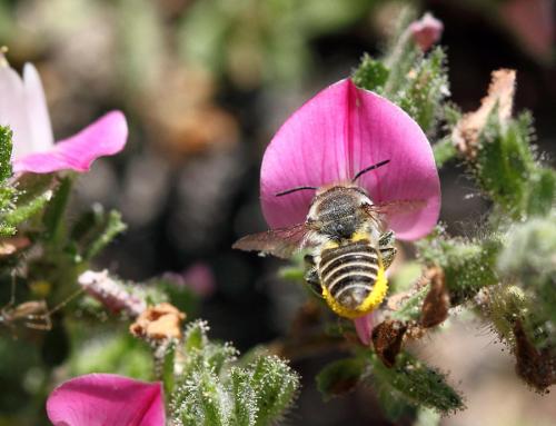 Réf. 73 159 : Megachile (dorsalis-pilidens)