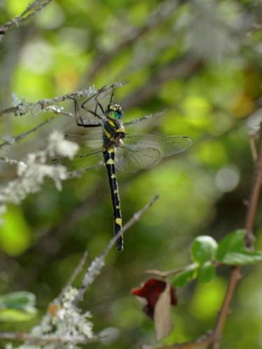 Macromia splendens