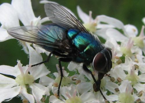 Lucilia sp.