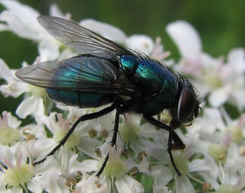 Lucilia sp.