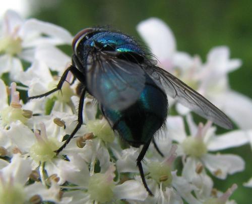 Lucilia sp.