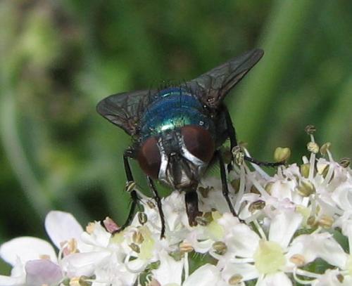 Lucilia sp.