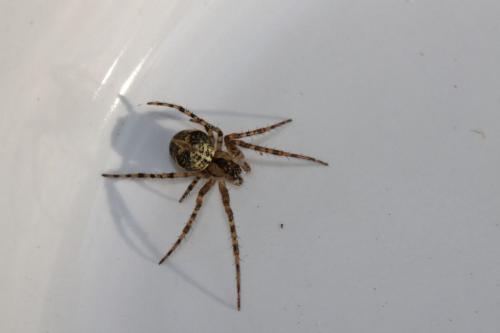 Réf. 73 434 : Metellina merianae