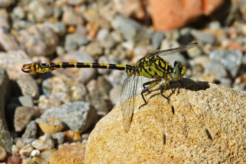 Réf. 73 090 : Onychogomphus forcipatus