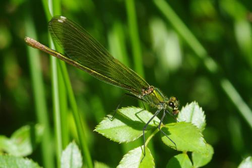 Calopteryx xanthostoma