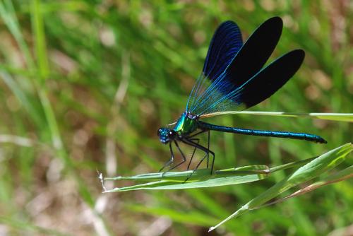 Calopteryx xanthostoma