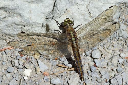 Orthetrum cancellatum