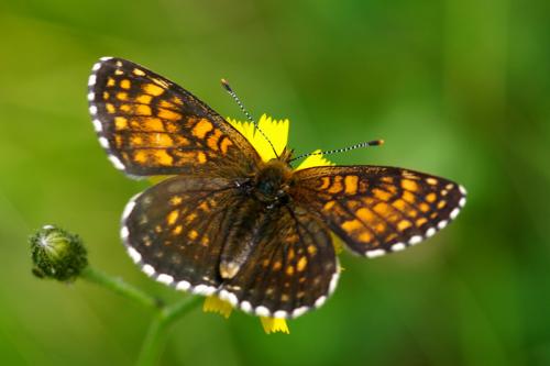 Melitaea diamina