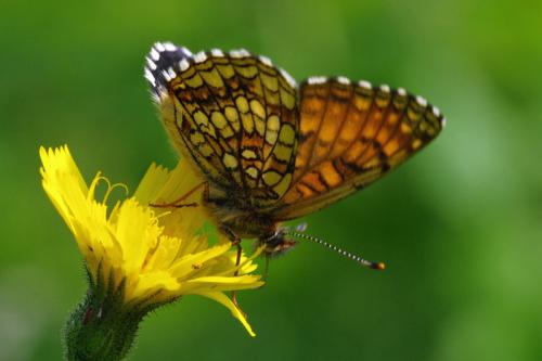 Melitaea diamina