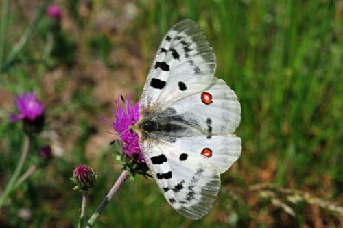 Réf. 73 560 : Parnassius apollo