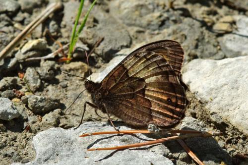 Réf. 73 451 : Hipparchia sp.