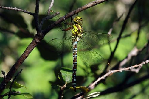 Aeshna cyanea