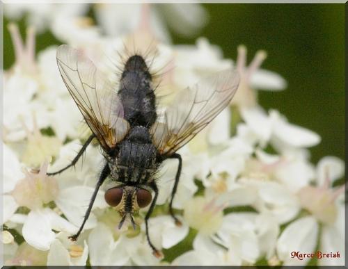 Exorista sp.