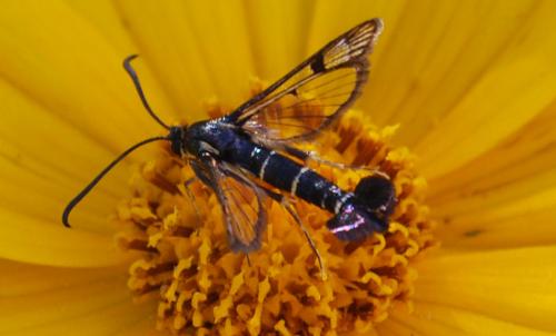 Réf. 73 235 : Synanthedon tipuliformis