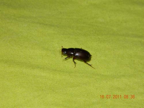 Réf. 73 817 : Acrossus rufipes