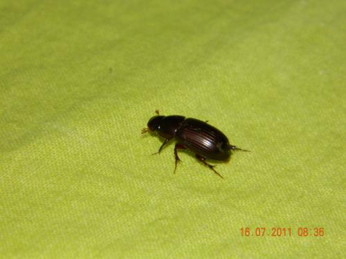 Acrossus rufipes