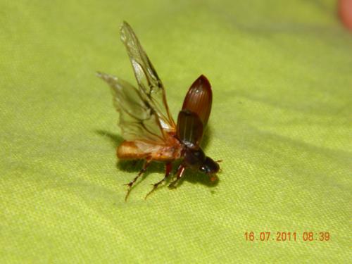 Réf. 73 819 : Acrossus rufipes