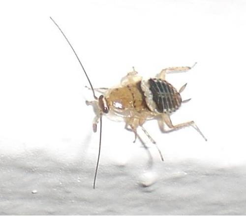 Réf. 73 304 : Planuncus vinzi