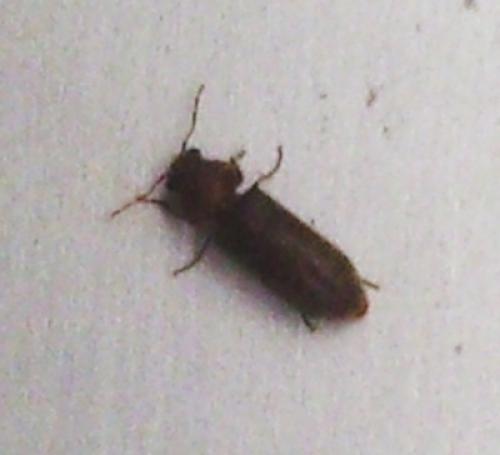 Réf. 73 004 : Oligomerus ptilinoides
