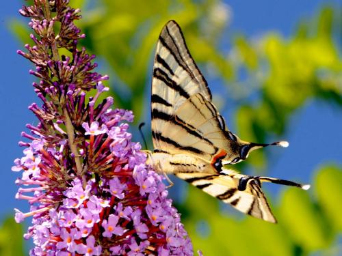 Réf. 73 337 : Iphiclides podalirius