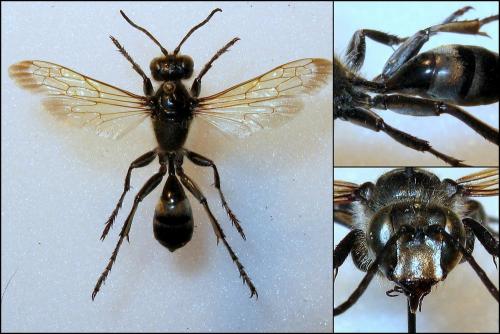 Isodontia paludosa