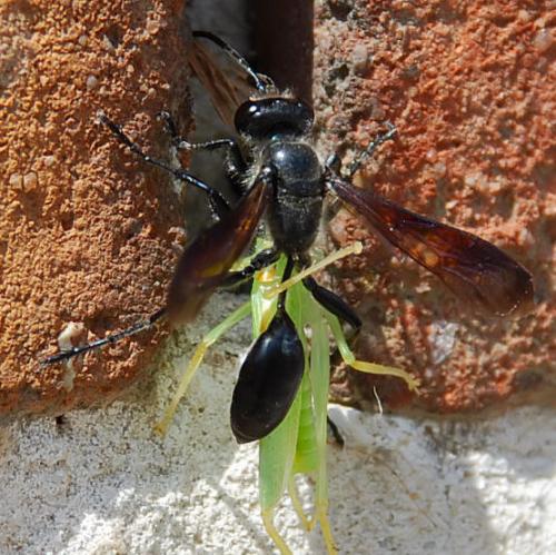 Isodontia mexicana