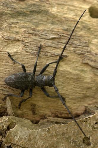 Morimus asper