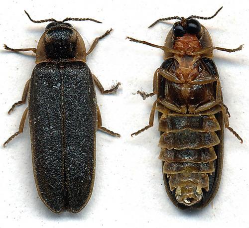 Lampyris noctiluca