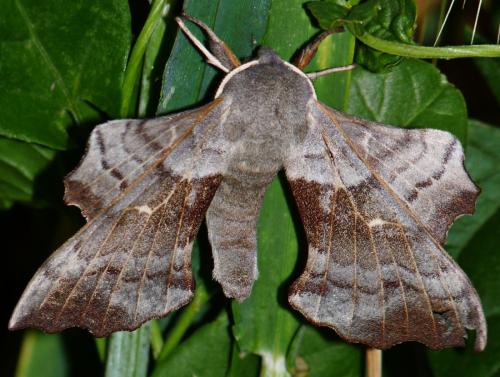 Laothoe populi