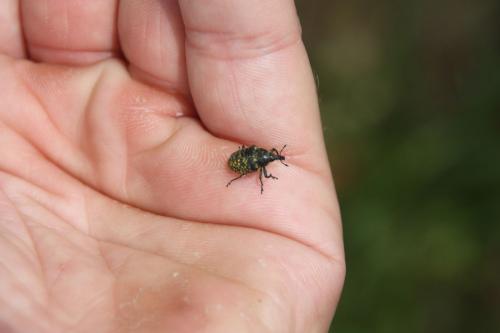 Larinus turbinatus