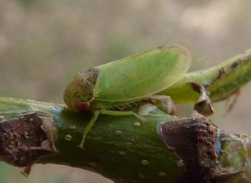 Iassus lanio