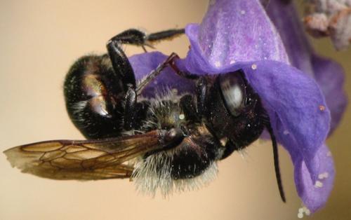 Réf. 73 585 : Osmia sp.