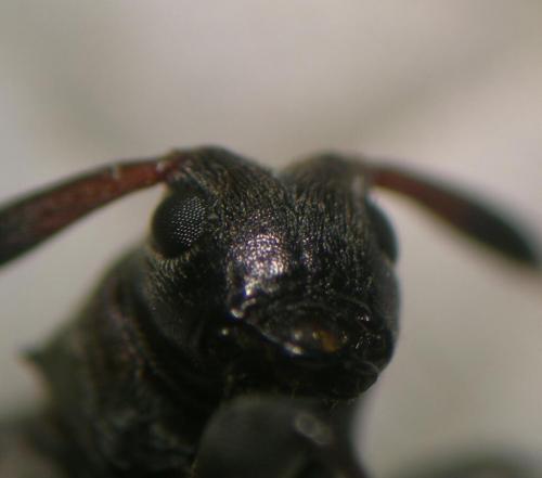 Leiopus nebulosus