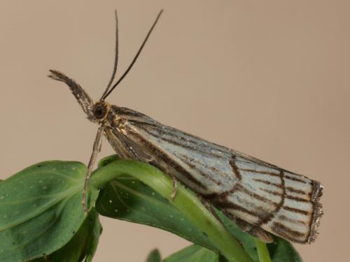 Chrysocrambus craterella