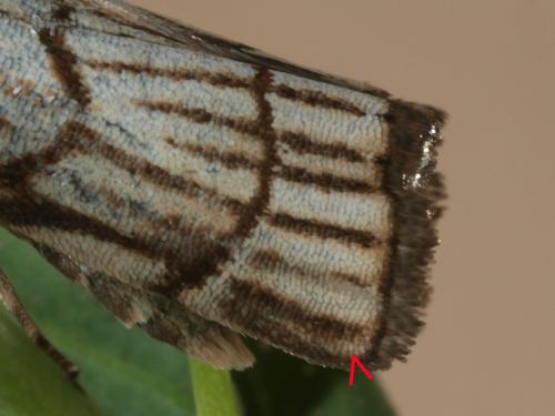 Chrysocrambus craterella