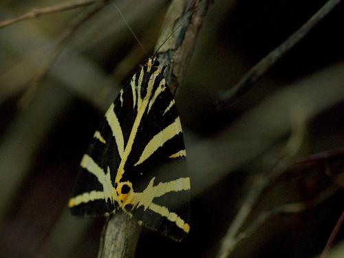Euplagia quadripunctaria