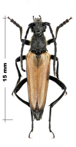 Réf. 73 735 : Lepturalia nigripes
