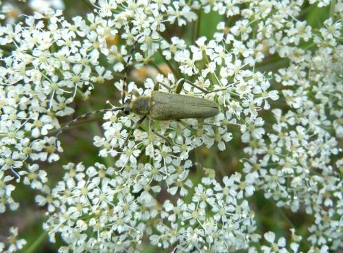 Réf. 73 458 : Lepturobosca virens