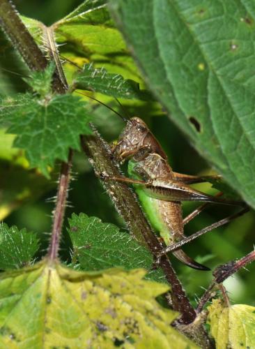 Pholidoptera griseoaptera